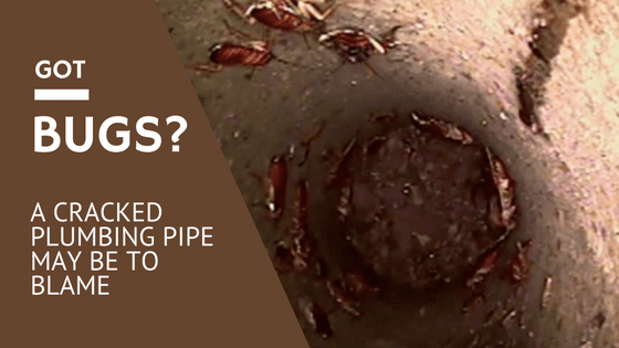 plumbing pipe bug problem.png